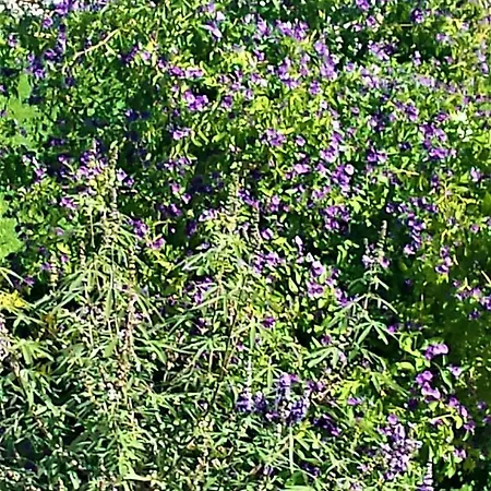 Apartahotel Manto 3*