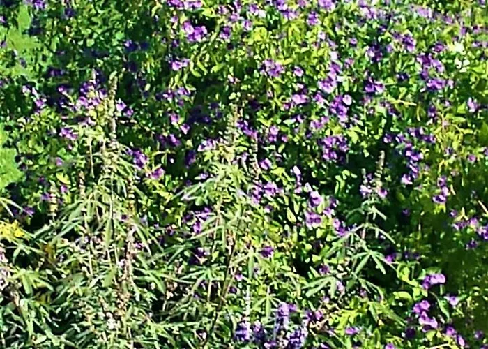 Lejlighedshotel Manto 3*